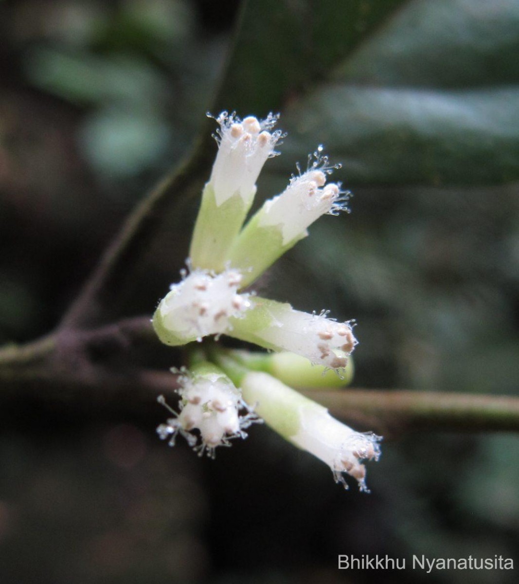 Gomphandra tetrandra (Wall.) Sleumer